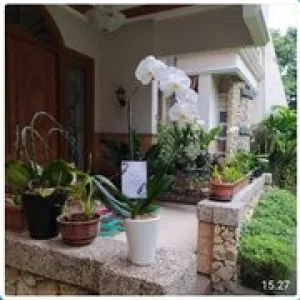 Bunga Anggrek 002